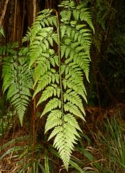 Rumohra adiantiformis. Adaxial surface of mature 3-pinnate frond growing epiphytically on a tree fern trunk.
 Image: L.R. Perrie © Te Papa CC BY-NC 3.0 NZ